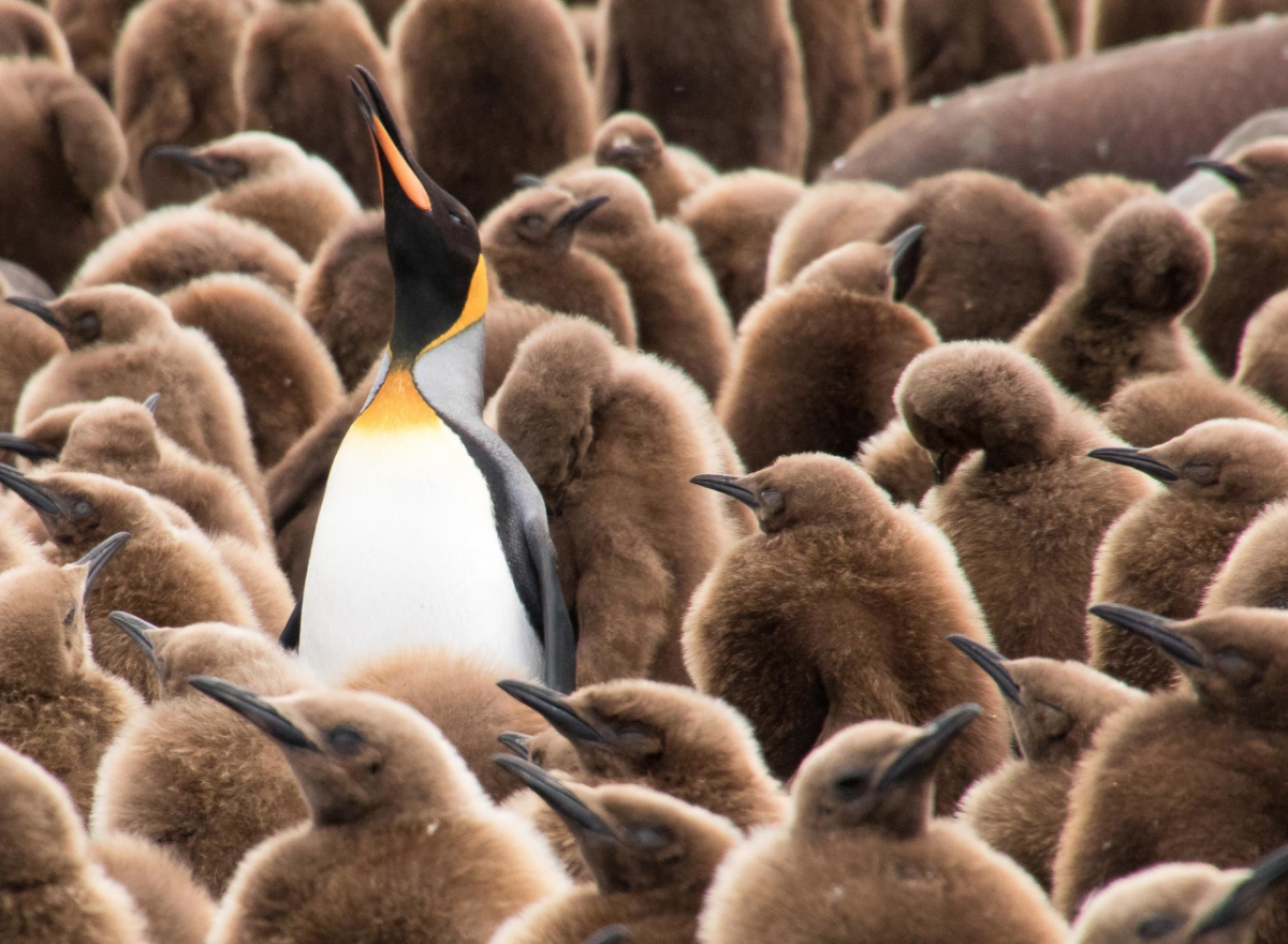 Adult penguin with fuzzy babies