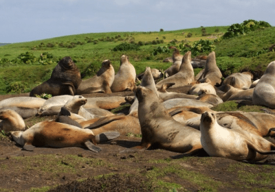 The Captivating Wildness of Australia Thumbnail