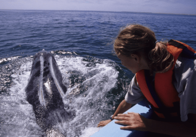 America&#8217;s Galapagos: Touching Whales in the Baja Thumbnail