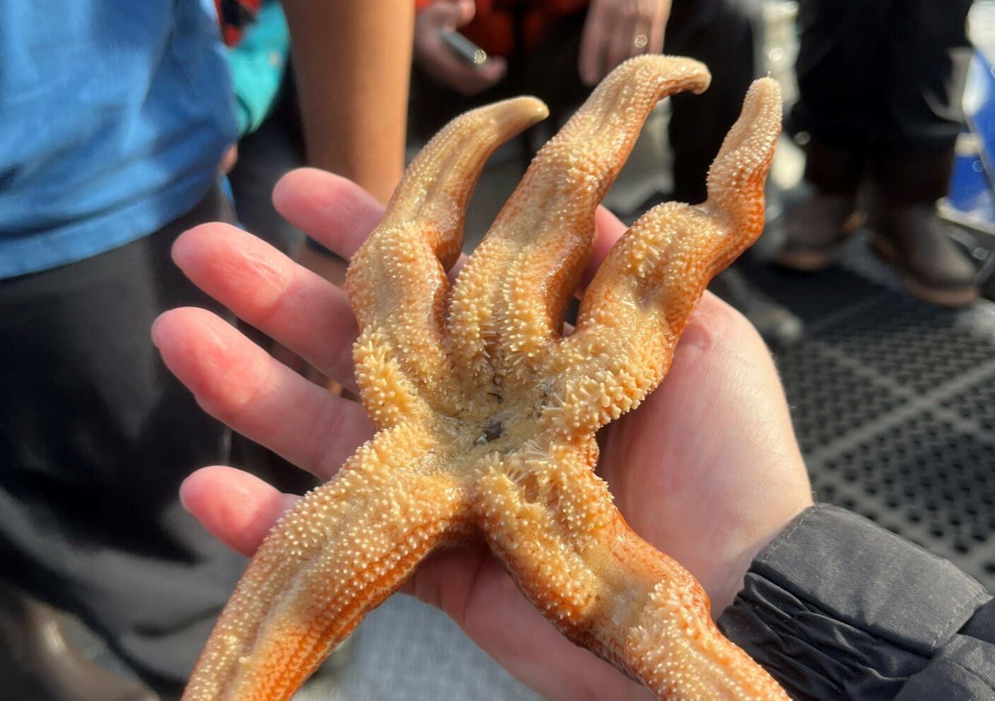 Starfish